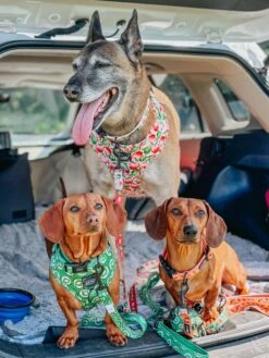 Dog Four Piece Bundle - Apple Of My Eye -Furfinity Cheap Shop NIKANDNYLA 3