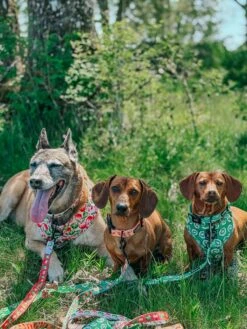 Dog Leash- Apple Of My Eye 19 Dog Leash- Apple Of My Eye -Furfinity Cheap Shop NIKANDNYLA 5