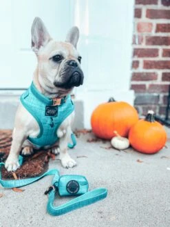 Dog Four Piece Bundle - Napa -Furfinity Cheap Shop Napa3 6eadff12 0fb2 4710 8158 9b6c6846546f