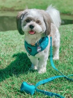 Dog Leash - Napa 16 Dog Leash - Napa -Furfinity Cheap Shop Napa7