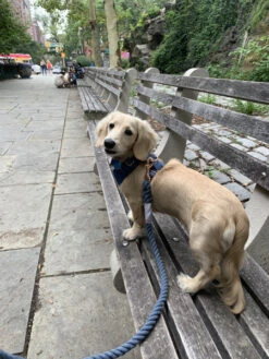 Dog Rope Leash - Nautical -Furfinity Cheap Shop Nautical