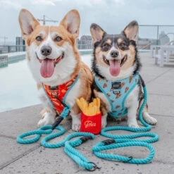 Dog Rope Leash - Neon Blue -Furfinity Cheap Shop NeonBlue 2