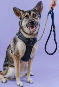 Dog Rope Leash - Ombre Blue -Furfinity Cheap Shop OB