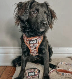 Dog Two Piece Bundle -STAR WARS™ The Rebel Alliance -Furfinity Cheap Shop OBI WEENKENOBI 3 1f31b062 b18a 4d24 866c 369e27fd571a