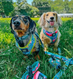 Dog Two Piece Bundle -SpongeBob SquarePants™ Jelly Fishin' 21 Dog Two Piece Bundle -SpongeBob SquarePants™ Jelly Fishin' -Furfinity Cheap Shop OHBOYOTIS 3665a494 c25f 4c86 81b0 e1e8f2857ca7