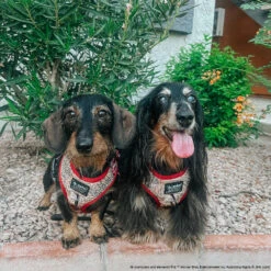 Dog Two Piece Bundle - Harry Potter™ Marauder's Map™ 38 Dog Two Piece Bundle - Harry Potter™ Marauder's Map™ -Furfinity Cheap Shop OLIVERTHEDOXXIE 3