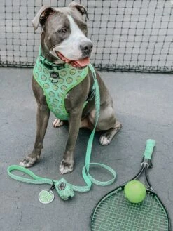 Dog Four Piece Bundle - Serving Up Sass -Furfinity Cheap Shop OLIVERTHESWEETBOY 2