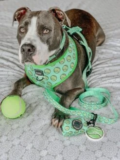 Dog Leash - Serving Up Sass -Furfinity Cheap Shop OLIVERTHESWEETBOY 4 a418ccf8 72e6 4367 9f4e d26ca6cc7374