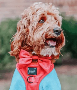 Dog Sailor Bow - Merlot -Furfinity Cheap Shop OLLIE