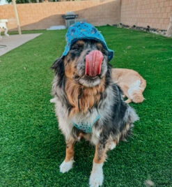 Dog Bucket Hat - Disney's Stitch -Furfinity Cheap Shop OLLIETHEEAUSSIEE 4