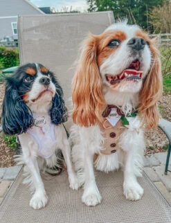 Dog Adjustable Harness - Pup Of Honor -Furfinity Cheap Shop OLLIE AND ANNIE THE CAVS 1 728d3f68 28a7 473f 85ed 36a48af2ba79