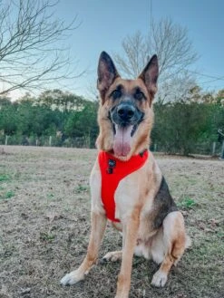 Dog Adjustable Harness - Neon Red -Furfinity Cheap Shop OLLIE AND ANNIE THE CAVS 2 a781ec39 cb26 4b7f 875f 29f647665954