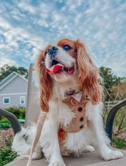 Dog Leash - Best Pup -Furfinity Cheap Shop OLLIE AND ANNIE THE CAVS 2 f51ceece 45a5 4f2a 8ffc 64ce472690f0