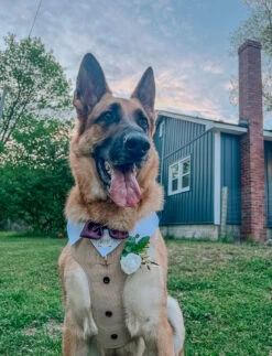 Dog Adjustable Harness - Best Pup -Furfinity Cheap Shop OLLIE AND ANNIE THE CAVS 3 ae25538c 1eb1 4c4f 8c79 56828f766acf