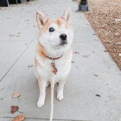 Dog Rope Leash - Dove -Furfinity Cheap Shop ONE EYED ZUKO 1