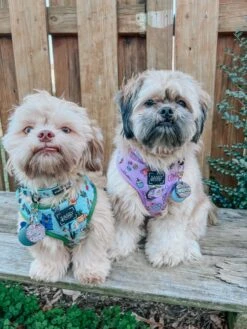 Dog Adjustable Harness - Tea Pawty -Furfinity Cheap Shop OREOAND WHISKEY 1 2 63c1aa4e cb6b 40e2 990d 6d117cba171b