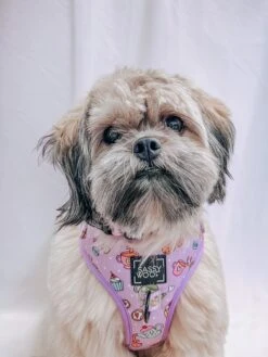 Dog Adjustable Harness - Tea Pawty -Furfinity Cheap Shop OREOAND WHISKEY 1 5e6062ef 4cb1 49ad a82d 46960294e0b1