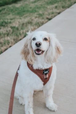 Dog Leash - Teddy -Furfinity Cheap Shop OREOLOVESLOLA