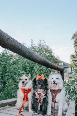 Dog Adjustable Harness - Foxy -Furfinity Cheap Shop OREOLOVESLOLA 2