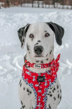 Dog Three Piece Bundle - Disney's 101 Dalmatians -Furfinity Cheap Shop ORIONTHEDAL 1 deaa3a04 9bbd 4d8b 962f e1b7eaef7dca