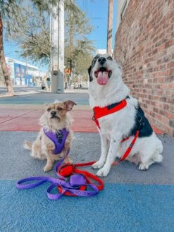 Dog Adjustable Harness - Neon Red -Furfinity Cheap Shop OURCOLORFULEXPEDITION
