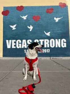 Dog Leash - Neon Red -Furfinity Cheap Shop OURCOLORFULEXPEDITION baecf7cf 17de 4046 9f0f b22edb08d60f