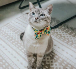 Cat Bowtie - Zest Friends 14 Cat Bowtie - Zest Friends -Furfinity Cheap Shop OURWANDERLUSTCAT 1