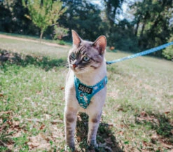 Cat Leash - Purrs & Petals -Furfinity Cheap Shop OURWANDERLUSTCAT 1 284c2067 e0a2 42af b062 3d5a18d7c85b