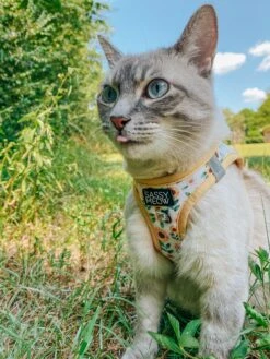 Cat Step-In Harness - Sunflower Dreams -Furfinity Cheap Shop OURWANDERLUSTCAT 1 def52e87 4754 48b3 8a93 4a34e2c18ad2