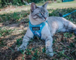Cat Step-In Harness - Purrs & Petals -Furfinity Cheap Shop OURWANDERLUSTCAT 2
