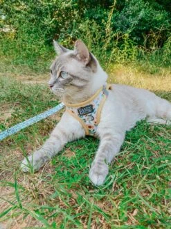 Cat Bundle - Sunflower Dreams -Furfinity Cheap Shop OURWANDERLUSTCAT 2 de336abd 62e6 49ca b418 f40105cb1f35