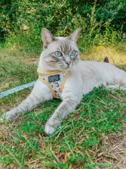 Cat Leash - Sunflower Dreams -Furfinity Cheap Shop OURWANDERLUSTCAT 3 5cab99b7 34e1 427e a94c 539e48f0809a
