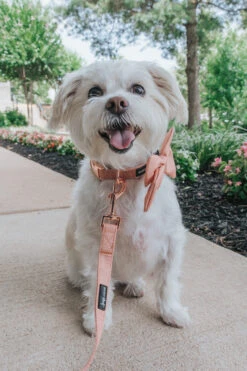 Collar Three Piece Bundle - Apple Cider 21 Collar Three Piece Bundle - Apple Cider -Furfinity Cheap Shop Orange Dog Collar Kai 1