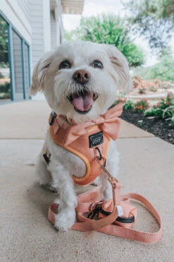 Dog Sailor Bow - Apple Cider -Furfinity Cheap Shop Orange Dog Harness Bundle Kai 1 8ebe81c3 b26c 4d01 8ea6 c348332a1b83