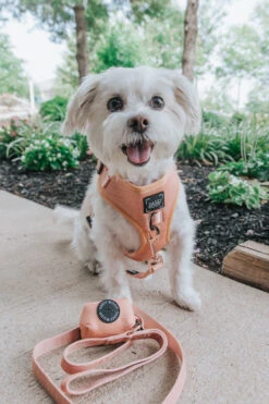 Dog Leash - Apple Cider 20 Dog Leash - Apple Cider -Furfinity Cheap Shop Orange Dog Harness Kai 1 c79d7fde c7c9 4ce9 9621 d7b1ac252740