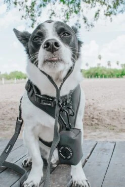 Dog Three Piece Bundle - Reflection -Furfinity Cheap Shop PAULTHECUTIE 1 4167fdfc d869 4ecf b36f 55bd6a18d5ee