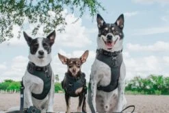 Dog Two Piece Bundle - Reflection -Furfinity Cheap Shop PAULTHECUTIE 4 8143023c 88ed 420b 8335 83657a8e2107