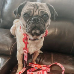 Dog Three Piece Bundle - Mean Girls™ 21 Dog Three Piece Bundle - Mean Girls™ -Furfinity Cheap Shop PENNIEPUG 2