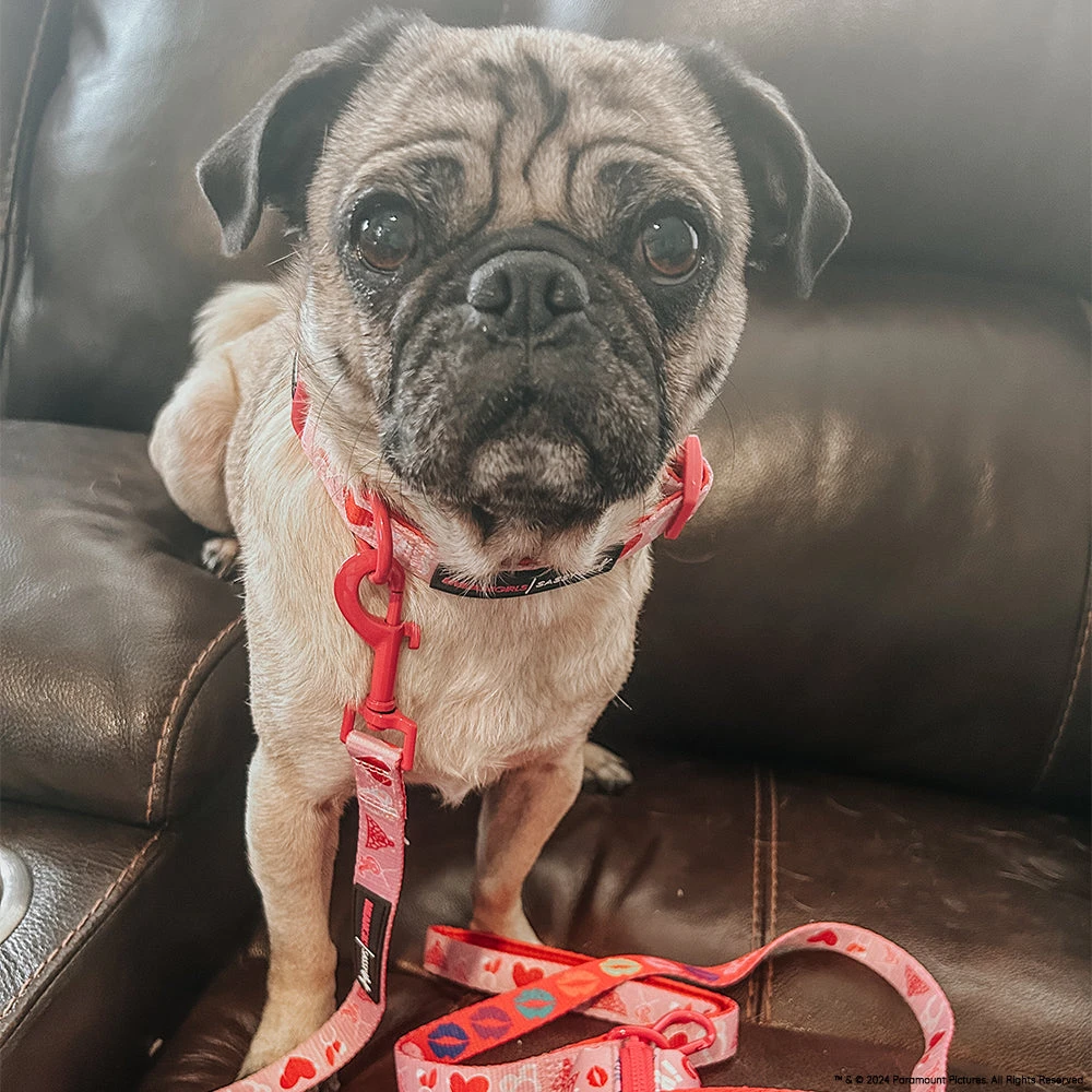 Dog Three Piece Bundle - Mean Girls™ 12 Dog Three Piece Bundle - Mean Girls™ - Image 10