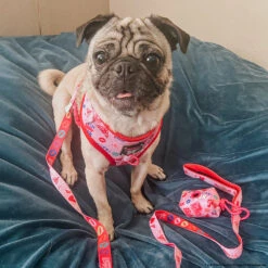 Dog Four Piece Bundle - Mean Girls™ -Furfinity Cheap Shop PENNIEPUG