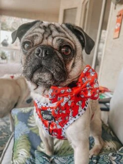 Dog Sailor Bow - Disney's 101 Dalmatians -Furfinity Cheap Shop PENNIEPUG 5