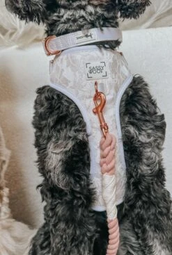 Dog Collar - Pup Of Honor -Furfinity Cheap Shop PENNY PIE DOODLE 1 e5bc9237 346a 42a4 821b f07e78bdc0e1