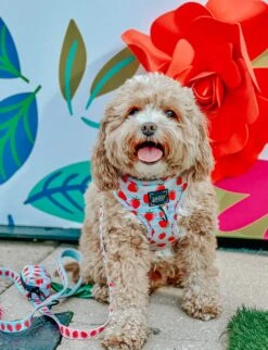 Dog Four Piece Bundle - I Woof You Berry Much -Furfinity Cheap Shop PERRYTHECAVAPOOCHON 3