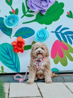 Dog Two Piece Bundle - I Woof You Berry Much 22 Dog Two Piece Bundle - I Woof You Berry Much -Furfinity Cheap Shop PERRYTHECAVAPOOCHON 4