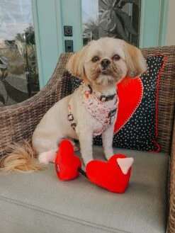 Dog Three Piece Bundle - P.S. I Woof You -Furfinity Cheap Shop PETROCKPACK 1