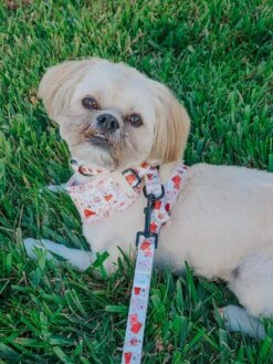 Dog Four Piece Bundle - P.S. I Woof You -Furfinity Cheap Shop PETROCKPACK 2