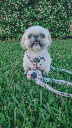 Dog Waste Bag Holder - Spunky Shih Tzus -Furfinity Cheap Shop PETROCKPACK 3 dbaf5f39 b601 4bbe 8fac 19ddda6fe4bb