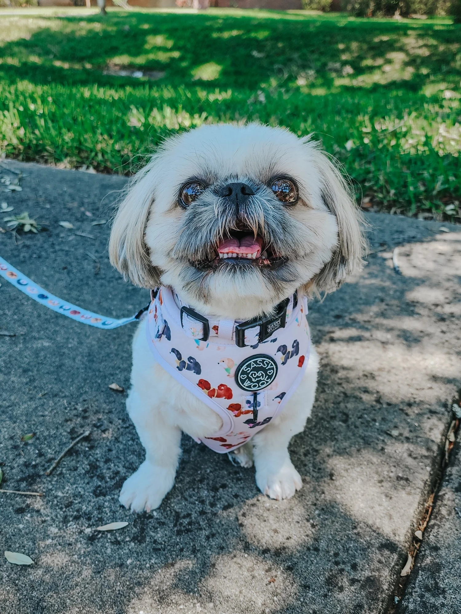 Dog Four Piece Bundle - Spunky Shih Tzus 11 Dog Four Piece Bundle - Spunky Shih Tzus - Image 9