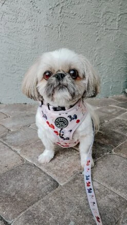 Dog Leash - Spunky Shih Tzus 14 Dog Leash - Spunky Shih Tzus -Furfinity Cheap Shop PETROCKPACK 6