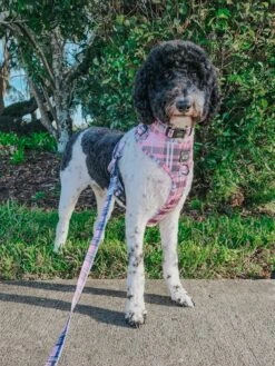 Dog Four Piece Bundle - Pawberry -Furfinity Cheap Shop PETROCKPACK ac3aaf2c 0a09 4fdc 8a8c 9fcde378ef72